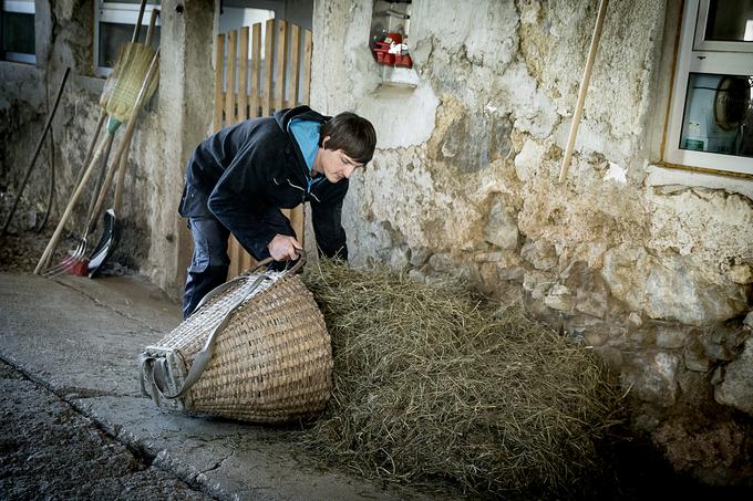 Za zdaj količine še ni toliko, da ne bi zmogel sam. Ob osmih zvečer, ko postori vse preostalo, gre za dve uri še v mlekarno. | Foto: Ana Kovač