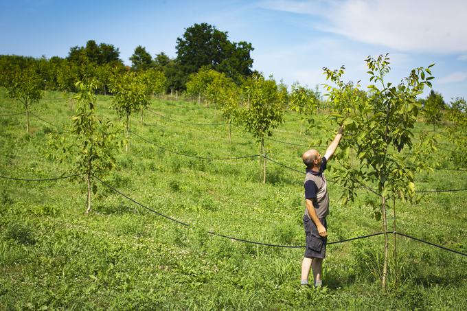 Klemen je v nasadih od jutra do večera. Največ dela ima s košnjo trave, saj ta, še posebej letos, raste izjemno hitro. | Foto: Bojan Puhek