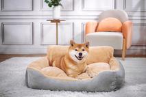 shiba inu, pes