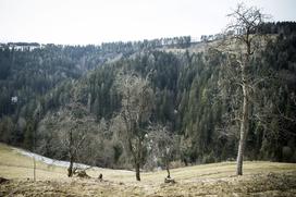 Ekološka kmetija Zvonik Tadej Pačnik Zulejka Javeršek ekokmetija