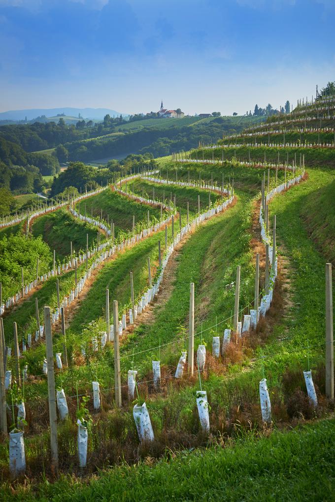 Jeruzalem, Prlekija | Foto: Tomo Jeseničnik (www.slovenia.info)