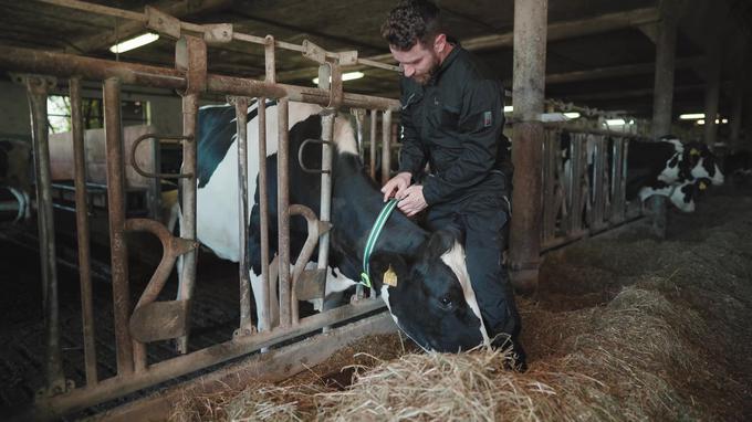 Urban Rotnik med pritrjevanjem ovratnice MooHero na kravo | Foto: Tim Preininger