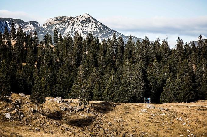 Velika planina | Foto: Vid Ponikvar