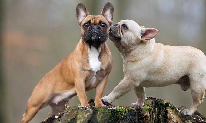 Francoski buldog | Foto: Shutterstock