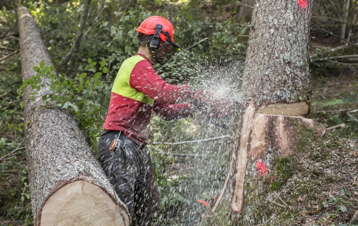 Lubadar Bled Bohinj gozd sečnja gozdar | Delo v gozdu je bilo za moškega usodno.  | Foto Matej Leskovšek