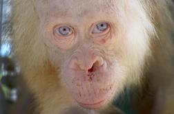 Ali ste že slišali za albino pava? #foto