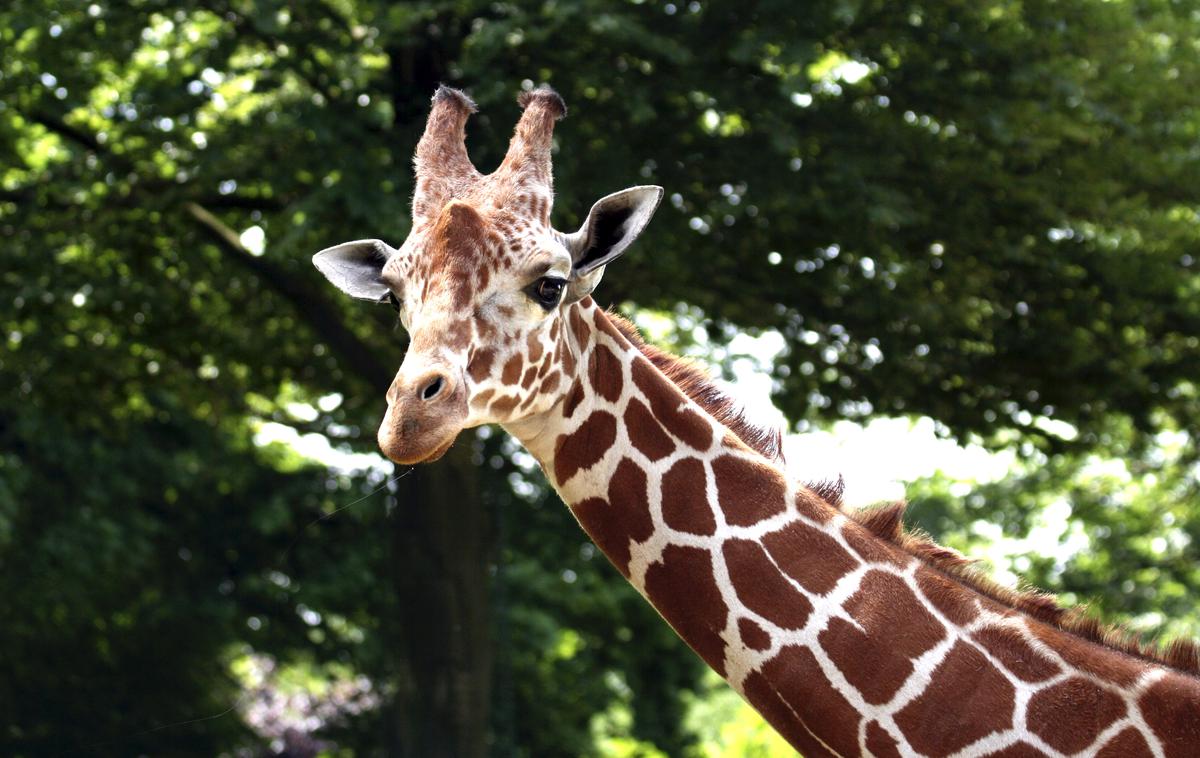 Žirafa samec Gal | Foto ZOO Ljubljana