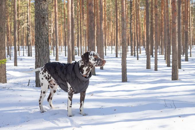 Pozimi potrebujejo topel plašč. | Foto: Shutterstock