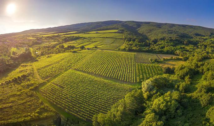 Vinogradi, TZ PSŽ_1200 | Foto: TZ PSŽ