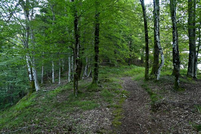 Vzpon po nemarkirani poti na planino Javornica | Foto: Matej Podgoršek