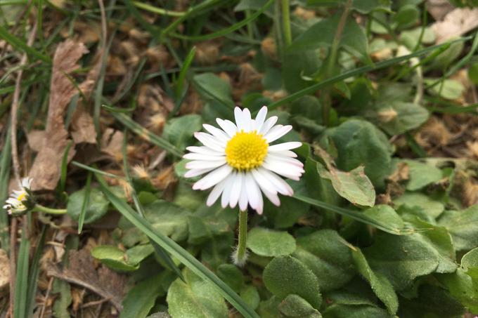 iPhone SE, povečava | Foto: Andrej J. Pirnat