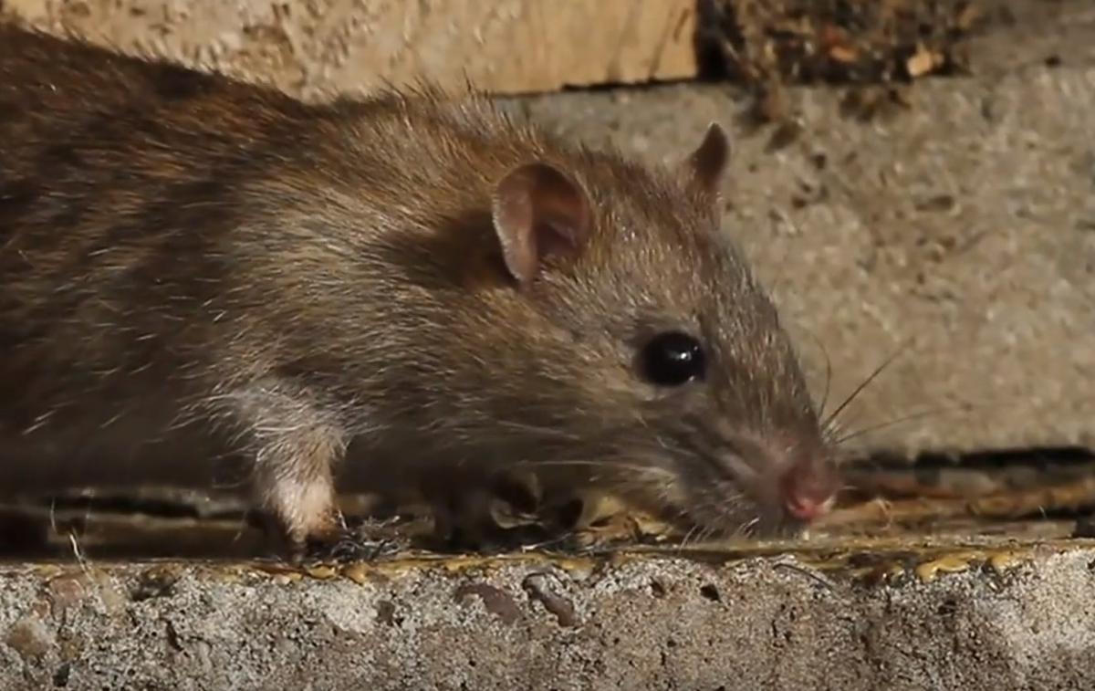 Podgana | Glodavci v kanalizacijskem omrežju ne živijo, se pa hodijo vanj prehranjevat, ker vedo, da tam najdejo hrano. Betonske cevi, ki sestavljajo večino ljubljanskega kanalizacijskega omrežja, zanje niso ovira, da pridejo do hrane. | Foto Planet TV