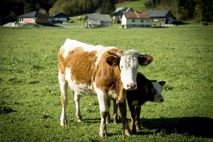 Kmetija Žurej | Foto: Ana Kovač