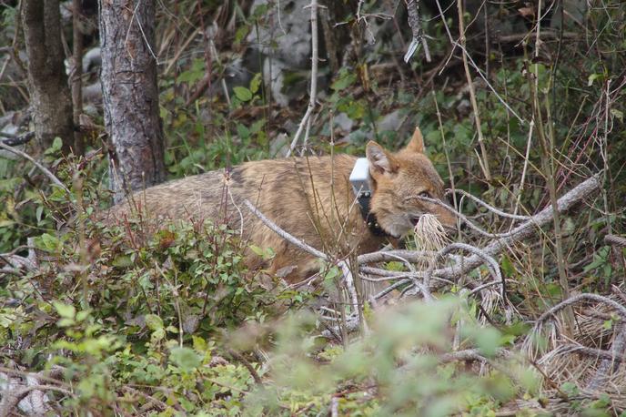 šakal | Evrazijski šakal je v nizu proučenih vrst predstavljal zelo zanimivo vrsto, saj je zanj značilno, da poseljuje prostor med urbanim in gozdnim prostorom, torej krajino s prevladujočim človekovim vplivom. | Foto Biotehniška fakulteta, Univerza v Ljubljani