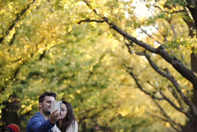 ginko gingko biloba drevo | Foto: Reuters