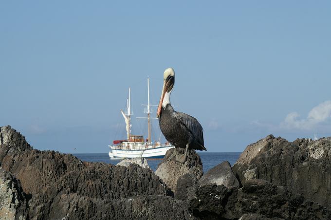 Otočje Galapagos, Ekvador - raznolik živelj, kot ga ima to ogroženo otočje, lahko spoznavate tudi na veliko manj znanem perujskem otočju Ballestas. | Foto: Pixabay