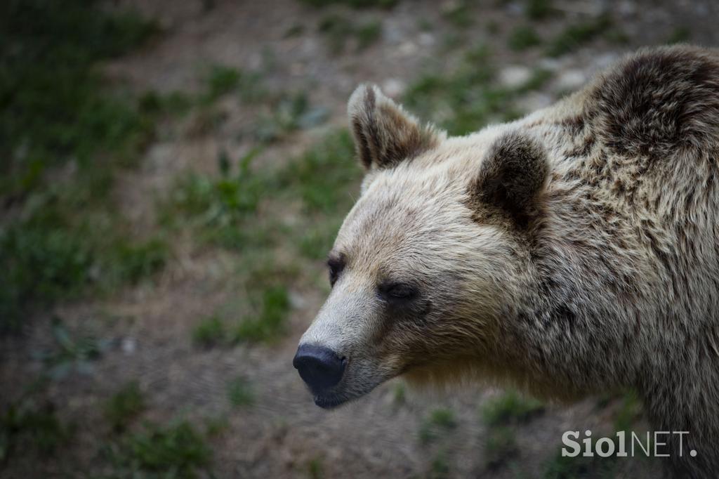 Živali v ljubljanskem živalskem vrtu se hladijo s sladoledom