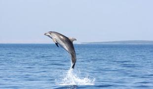 Zakaj Lošinj velja za otok delfinov?