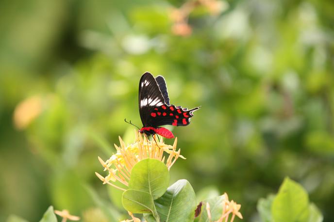 Metulj | V kozarce sta ujela 300 žuželk.  | Foto Shutterstock