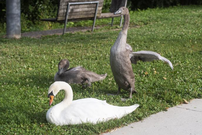 labodi Koseze Koseški bajer obročkanje | Foto STA