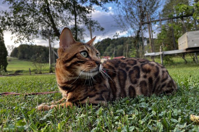 bengalska mačka Nitro - za enkratno uporabo! | Foto Mell Garmut