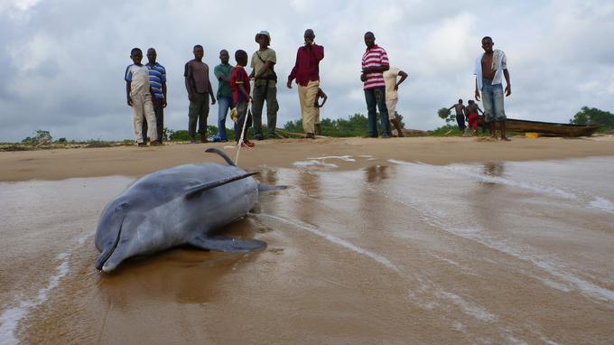 delfini | Foto: Tim Collins / Wildlife Conservation Society