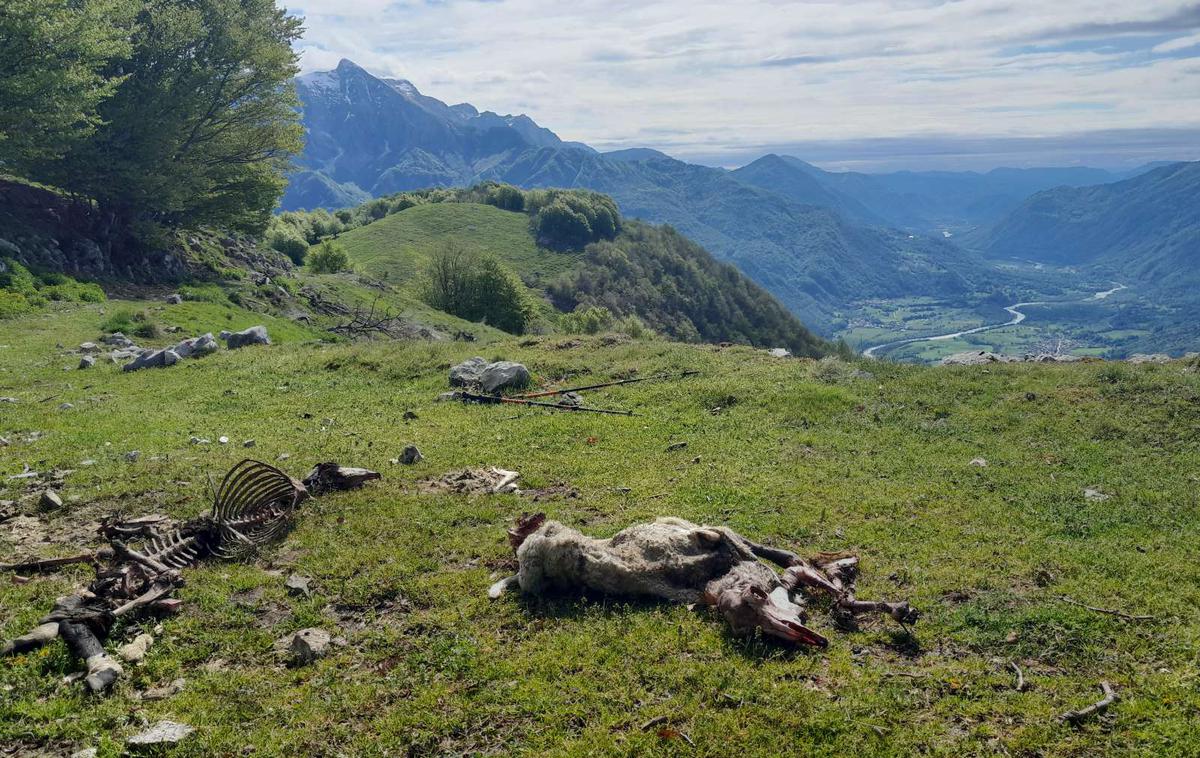 Pokol ovc | Foto Pašna skupnost Starijski vrh / Facebook