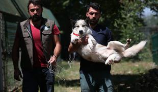 Ganljiv posnetek iz Turčije: po 23 dneh izpod ruševin rešili mladega haskija #video