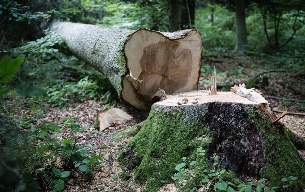 Brinarjeva jelka, Rakitna | Foto Biotehniška fakulteta