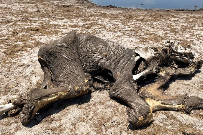 Sloni | Hwange je del čezmejnega ohranitvenega območja Kavango-Zambezi, ki pokriva parke v Angoli, Bocvani, Namibiji, Zambiji in Zimbabveju. | Foto Reuters