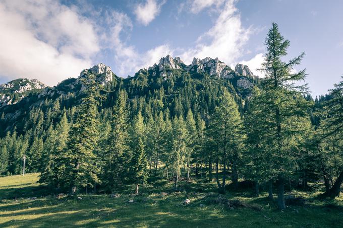 Gremo v hribe Zelenica 2017 | Foto: Sebastian Plavec