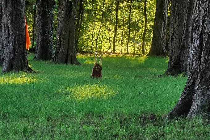 Lesen zajec | Foto: Matic Tomšič