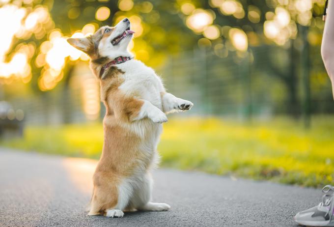 Valižanskega ovčarja zlahka prepoznamo. Je nizke postave s čokatim telesom, ravnim hrbtom in razmeroma kratkimi nogami, kar je značilnost pritlikavih pasem. | Foto: Shutterstock