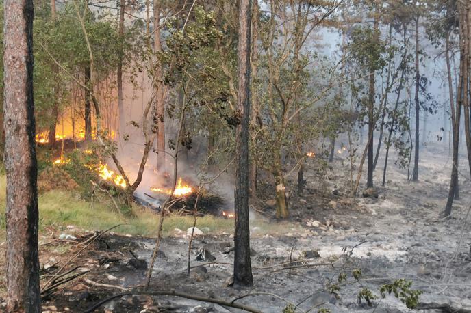 požar Kras | Na prostovoljko civilne zaščite se je podrlo drevo. Umrla je na kraju nesreče.  | Foto Civilna zaščita Severne Primorske