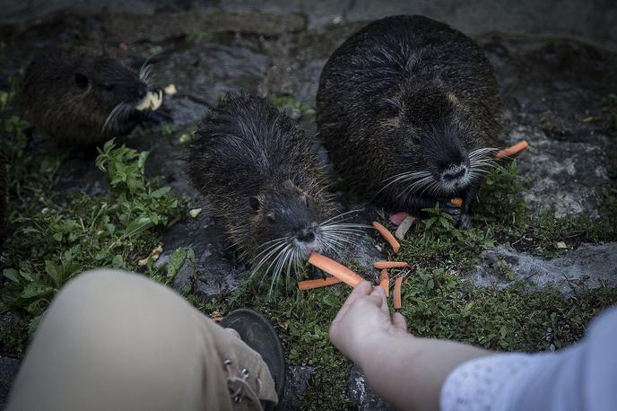 nutrije, nutrija, foto dneva | Foto Ana Kovač