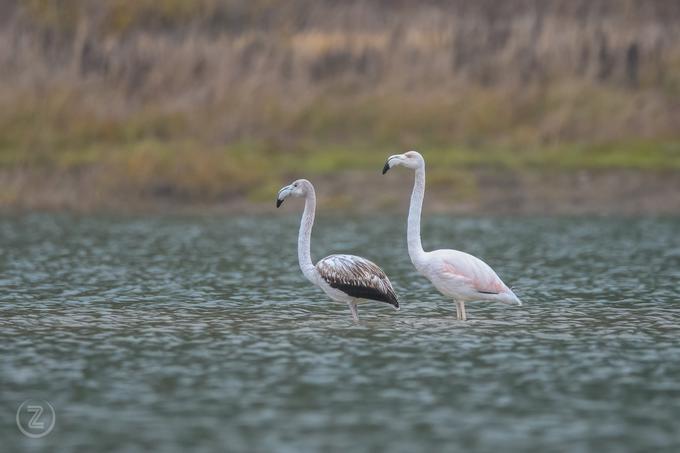 Plamenci so na območje Cerkniškega jezera prileteli že tretjič.  | Foto: Notranjski park