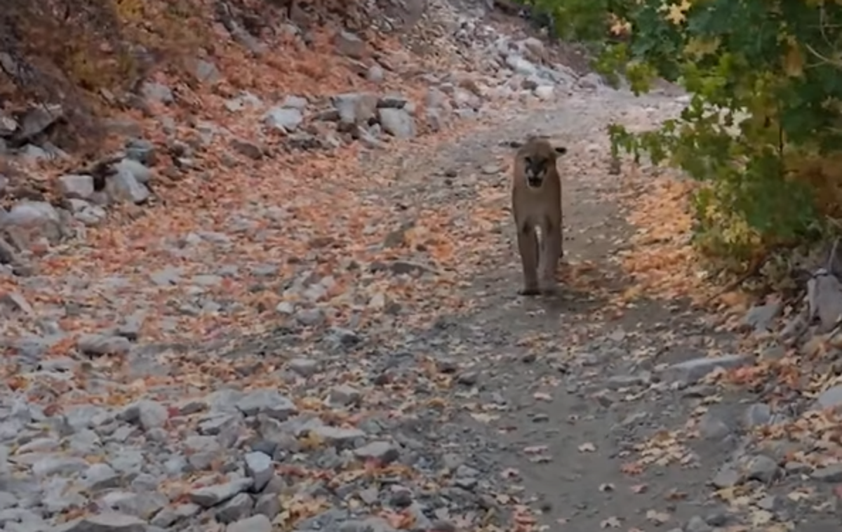 Puma | Lokalna lovska društva pri iskanju domnevne pume vsak dan opazujejo območje ptičjega rezervata Veliki Pažut.  | Foto YouTube / Posnetek zaslona