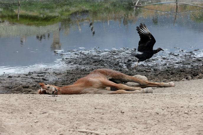 suša Čile | Foto Reuters