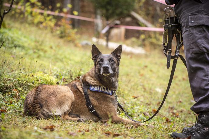 Policijski pes | Z ogledom niso ugotovili znakov kaznivega dejanja. | Foto Klemen Korenjak