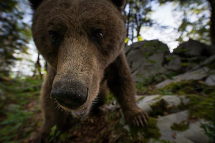 bearphotohide | Foto Slovenianbears.com