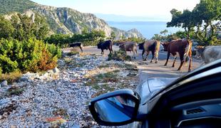 Najvišja cesta na Hrvaškem in krave, ki jo zagodejo voznikom #foto