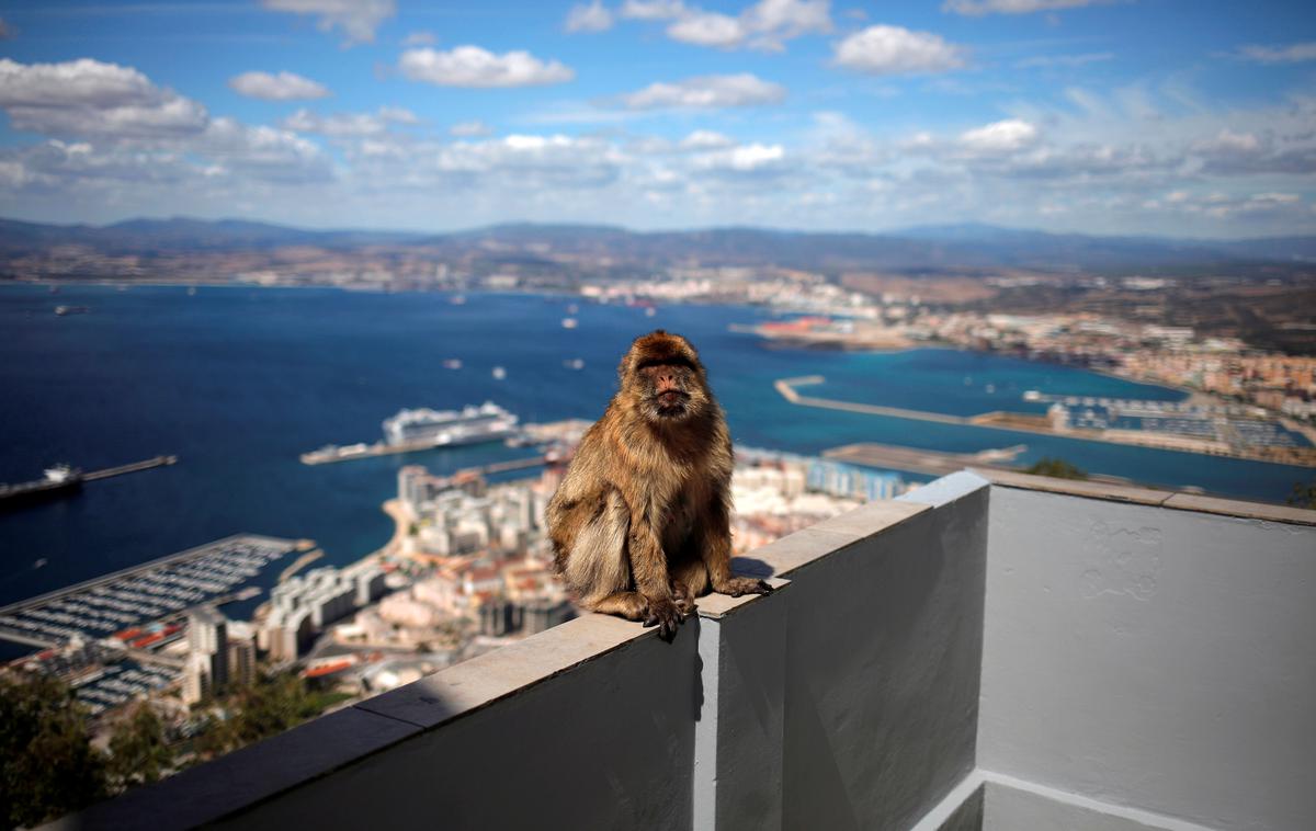 Gibraltar | Gibraltar je britansko čezmorsko ozemlje na južni obali Španije in s pogledom na ožino do Afrike. Ima le 34 tisoč prebivalcev in je edini kraj v Evropi, kjer živijo opice v divjini. | Foto Reuters