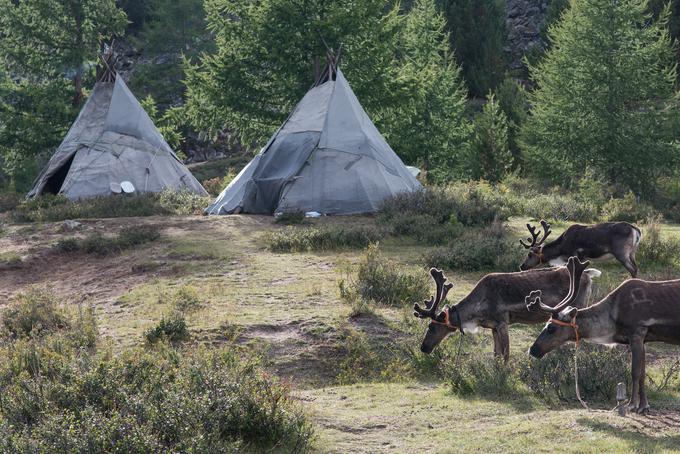 Nekaj časa je preživel tudi pri plemenu Tsatan v Mongoliji. | Foto: Tadej Bolta