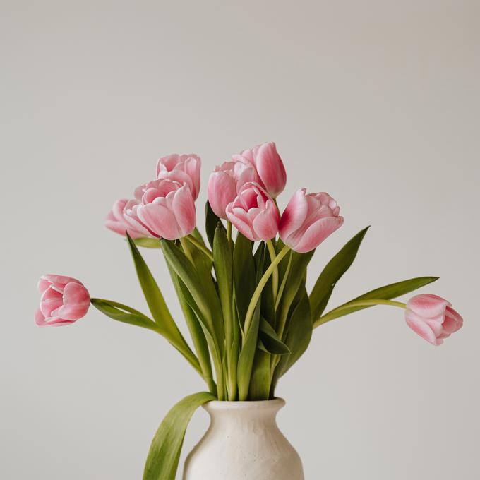 Tulipani | Foto: Shutterstock