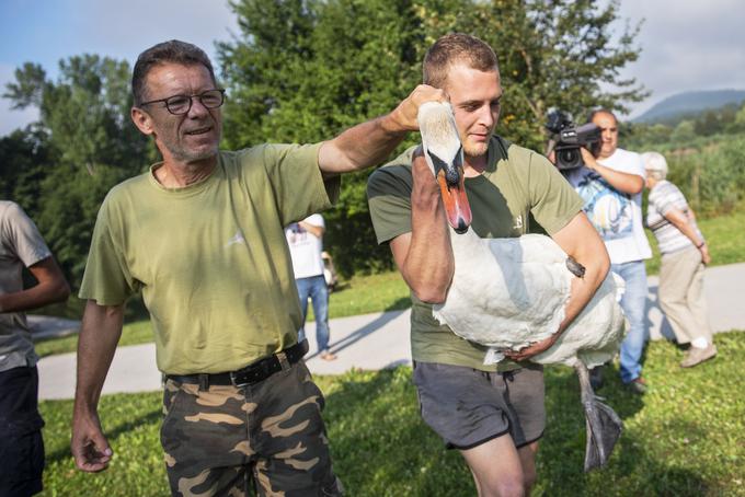 labodi Koseze Koseški bajer obročkanje | Foto: STA ,