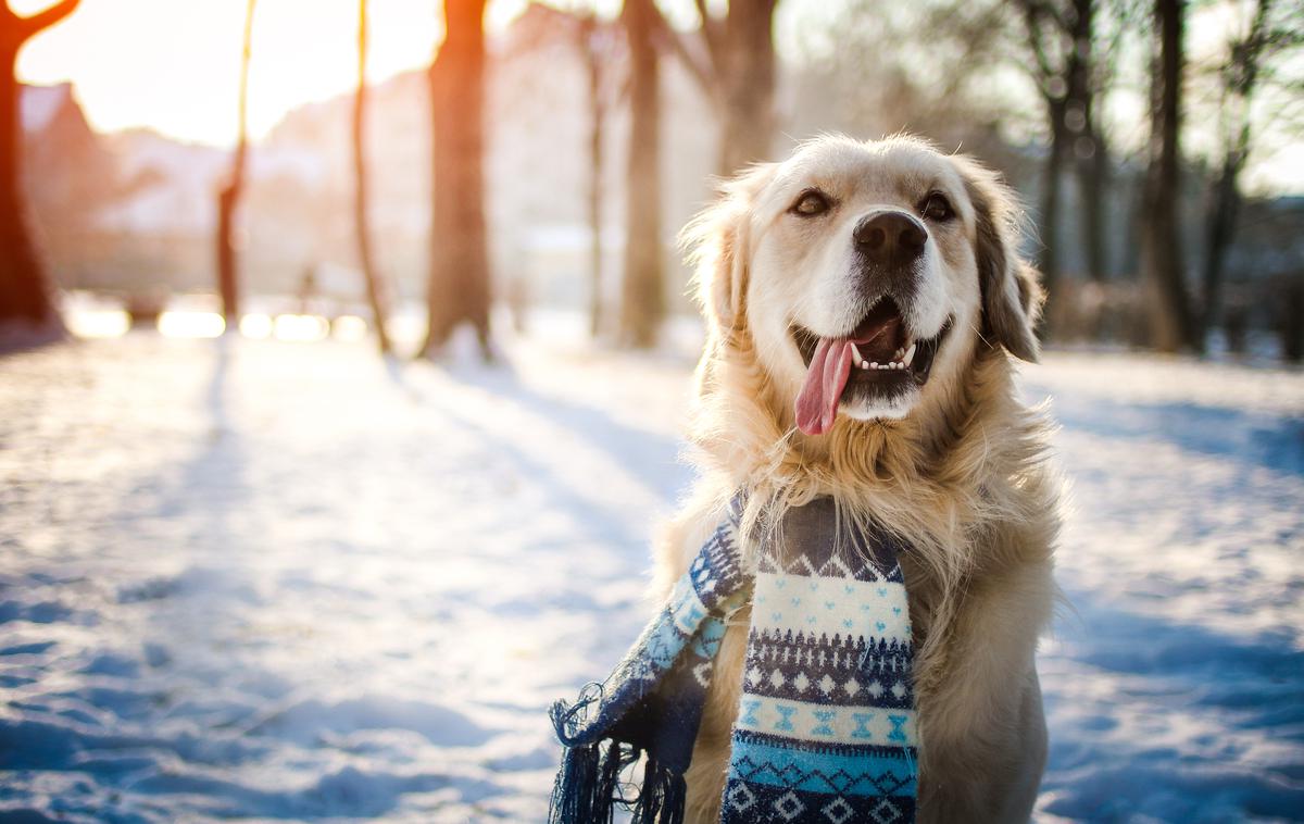 kuža pes zima sneg | Vikend bo razmeroma jasen in s temperaturami nad ničlo. | Foto Thinkstock