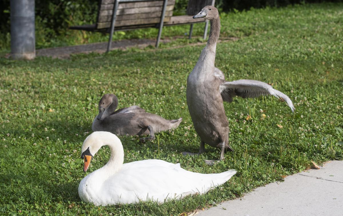 labodi Koseze Koseški bajer obročkanje | Foto STA