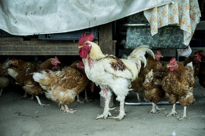 Kokoši krmijo s svojimi žiti. | Foto: Ana Kovač