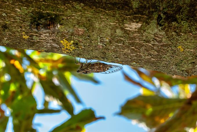 Škržati ali cikade imajo letos svoj naravni cikel parjenja. Po 17 letih življenja pod zemljo so zdaj prišli na plano, se izlevili in podali v iskanje partnerja za parjenje. Roji so zajeli zvezne države Maryland, Pensilvanija, Virginija, Indiana in Tennessee. | Foto: Pixabay