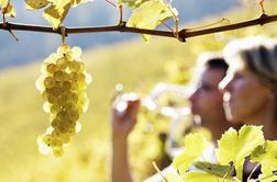 Vino in hrana združujeta slovensko in italijansko Gorico